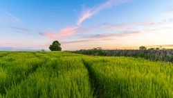 Народные приметы на 13 августа 2024 года — что нельзя делать в Евдокимов день