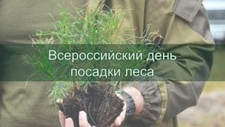 Всероссийский день посадки леса 2025 — картинки на 10 мая