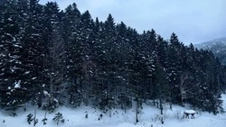 Метель и ветер с порывами до 23 м/с ожидаются в Сахалинской области