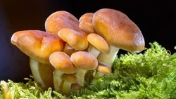 Маринованные грибы: рецепт вкусной закуски