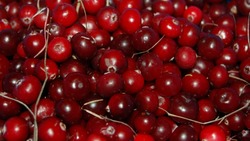 Клюква: польза и вред для здоровья, рецепты