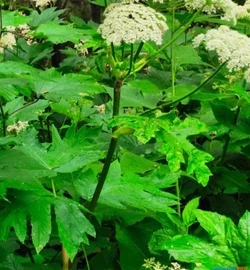 Владельцы участков столкнутся с серьезными санкциями за борщевик и ясенелистный клён 