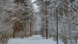 Снежная и ветреная погода ожидает жителей Сахалина 24 декабря