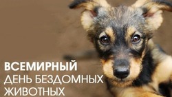 Красивые картинки с Всемирным днем бездомных животных-2024