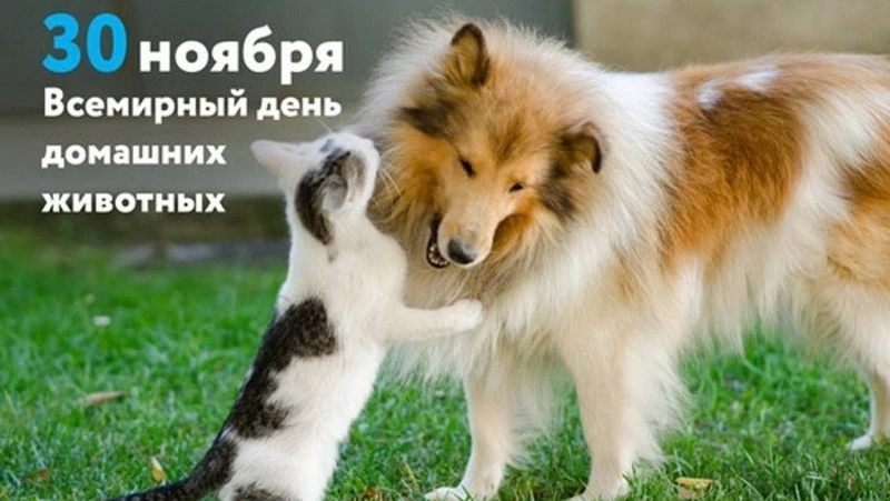 С Всемирным днем домашних животных 2024: красивые открытки