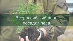 Всероссийский день посадки леса 2025 — картинки на 10 мая