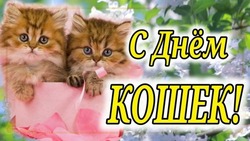 Открытки на Всемирный день кошек 2024 