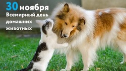 С Всемирным днем домашних животных 2024: красивые открытки