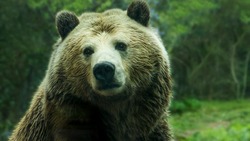 День медведя в России-2024: история праздника, интересные факты