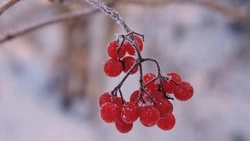Дождь, снег и похолодание: прогноз погоды в Сахалинской области на неделю с 16 по 22 ноября