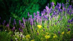 Лунный посевной календарь на июль 2024 года 
