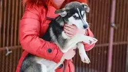 Законопроект, призванный сократить количество бродячих собак на Сахалине, примут до конца года