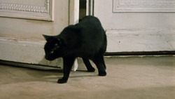 Тест: угадайте фильмы СССР по одному кадру с котом