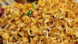 Грибы на зиму: сушка, маринование, рецепт 