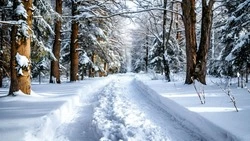 Ночью — снег, днем — метель: прогноз погоды в Сахалинской области на 4 февраля