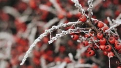 Порывистый ветер и до -5 градусов: прогноз погоды в Сахалинской области 17 октября