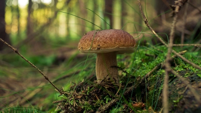 Народные приметы на 11 июня 2024 года: что нельзя делать в этот день, приметы