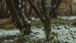 Ветреная погода с мокрым снегом ожидается в Сахалинской области на предстоящей неделе