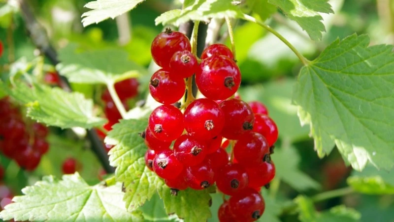 Народные приметы на 2 июня 2024 года: что нельзя делать в этот день, приметы