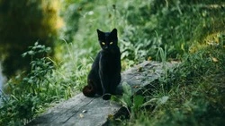 Пятница, 13-е в 2024 году: дата, история, что нельзя делать