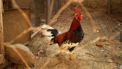 Народные приметы на 14 ноября 2024 года — что нельзя делать на Кузьминки